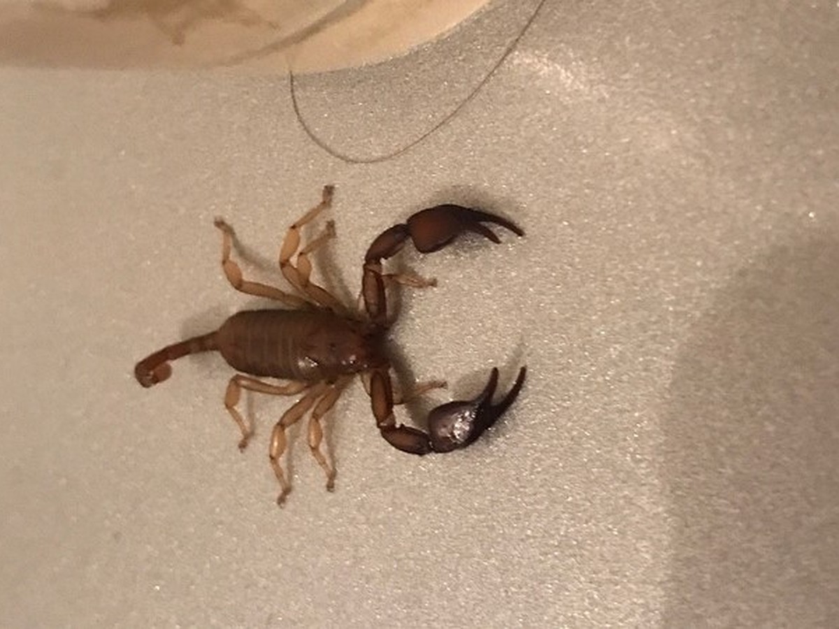 Скорпионы в Ялте