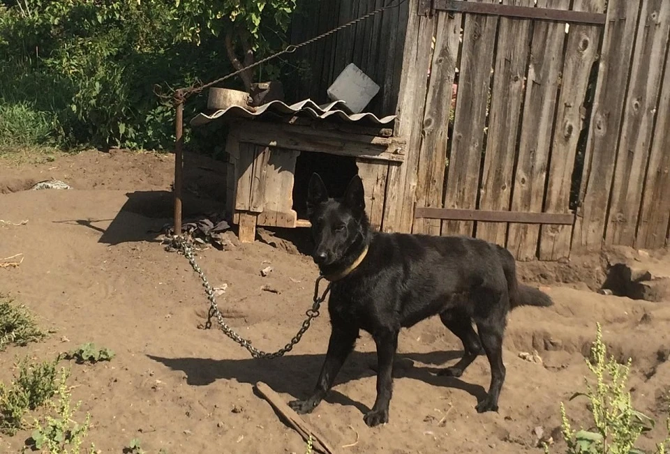 Эта собака загрызла малыша. Фото: СУ СКР по Волгоградской области.