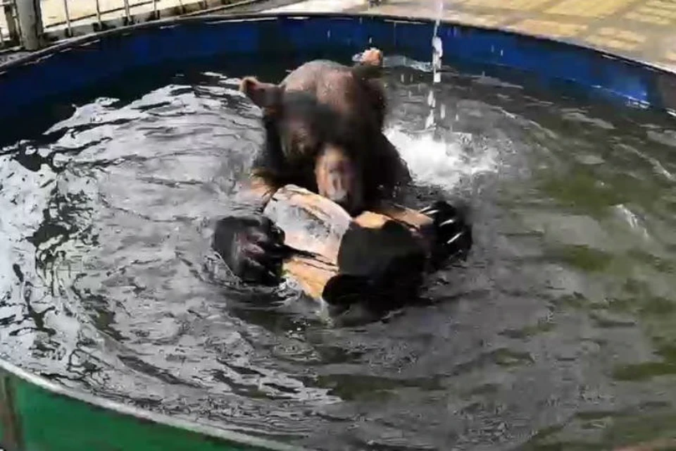 Пять сценок из жизни сибирских медведей Миши и Маши: А вы видели, как косолапые плавают?