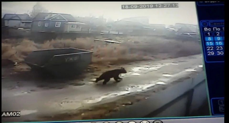 Медведя, пробегающего по улицам поселка Нижний Чов по Сыктывкаром, засняли сразу несколько камер видеонаблюдения.