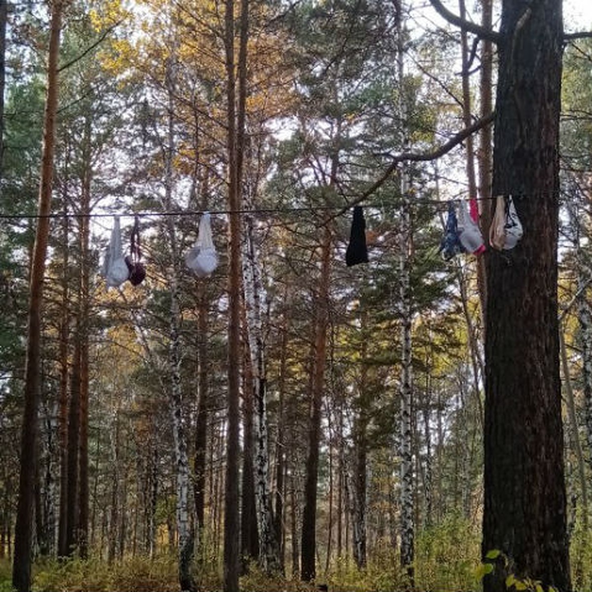 Дерево с лифчиком