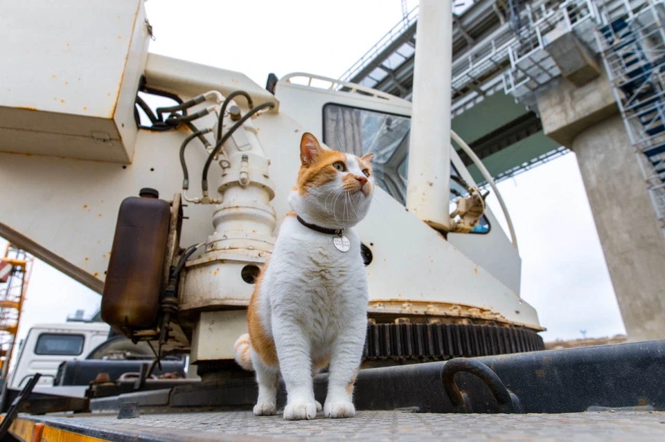 Хорошего кота много не бывает. Фото: кот Моста/VK