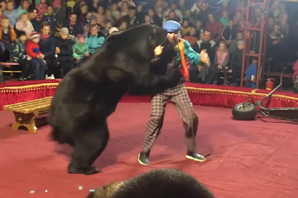 Во время выступления цирка-шапито в Олонце медведь напал на дрессировщика. Фото: кадр с видео/ vk.com/4helpmum