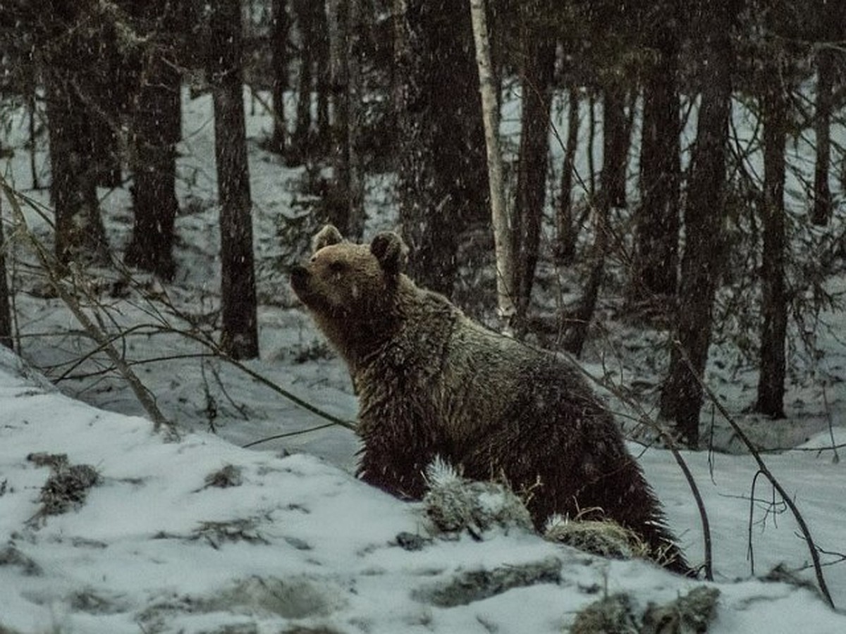 Медведь Республика Коми