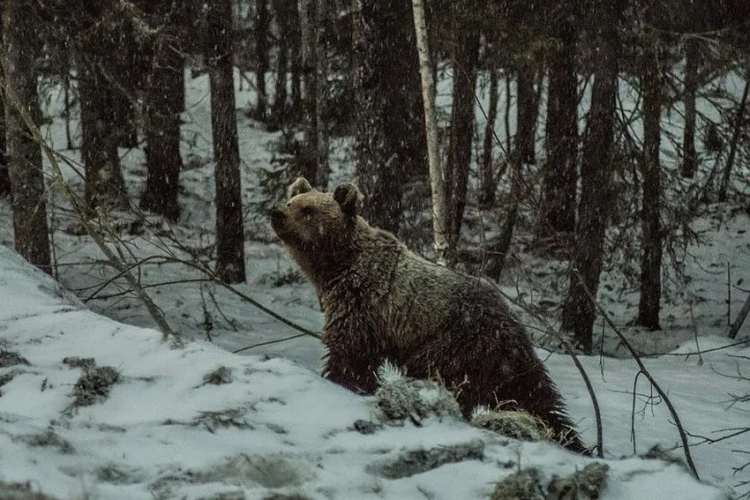 В Кузбассе медведь растерзал охотника и напал на его сына