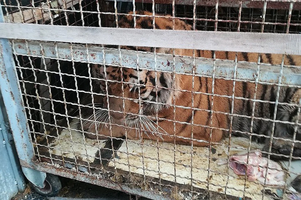 Тигры истощены, но без оформления нужных документов забрать их в зоопарк нельзя. Фото: Zoo Poznań Official Site