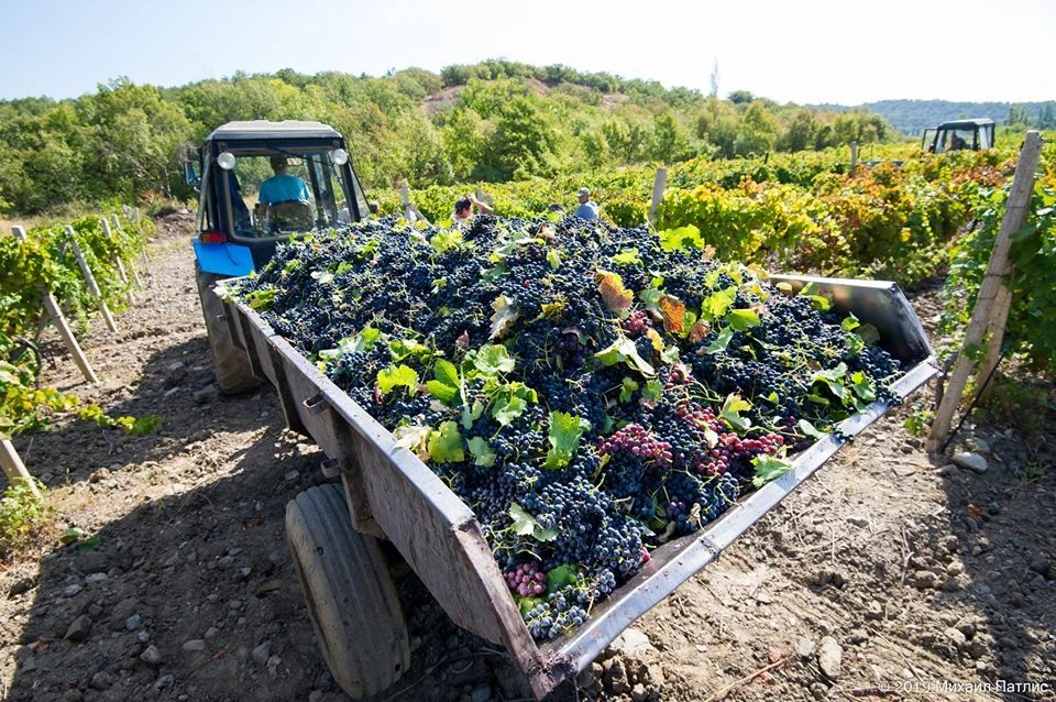Недобросовестные производители разбавляют местный виноград привозным балком. Как защитить честных виноделов?