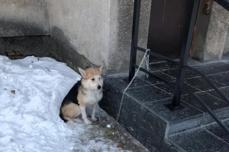 Замерзала на цепи: новокузнечанка бросила собаку на морозе. ФОТО: Дарья Пушкарева.