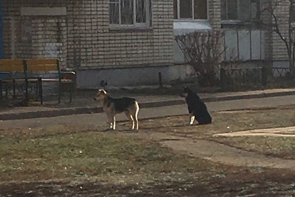 «Две кровавые раны»: бездомные собаки напали на 11-летнего ребенка в Сарове