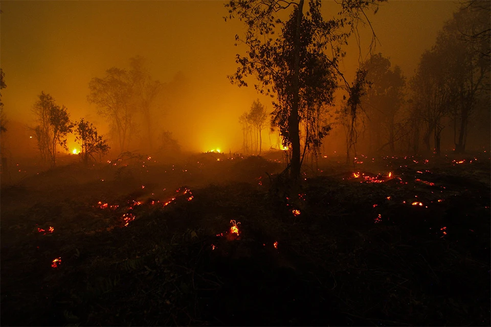 Последствия лесного пожара в Индонезии.