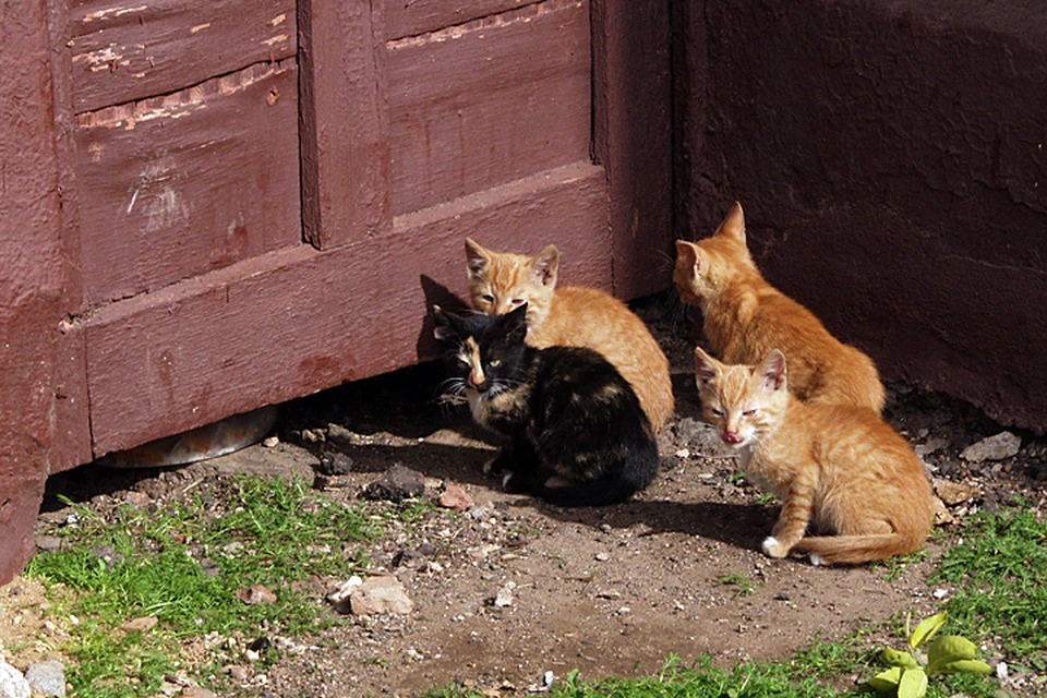 Дворовые кошки - потенциальные переносчики всех заболеваний. Чумы, чесотки, чего хотите