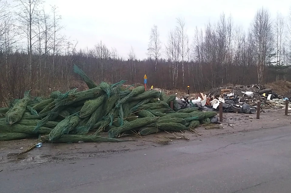 Зеленые красавицы прямо в сетках лежат вперемежку с мусором. Фото: vk.com/spb_today