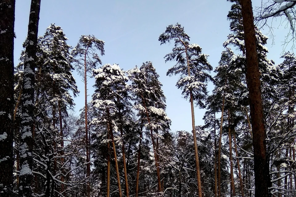 Под Липецком за незаконную рубку сосен оштрафовали 2 человек