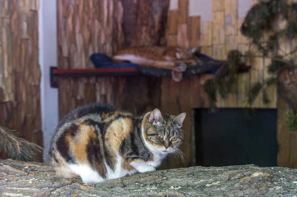 В Ленинградском зоопарке умерла знаменита кошка Дуся, которая много лет делила вольер с рысью Линдой.
