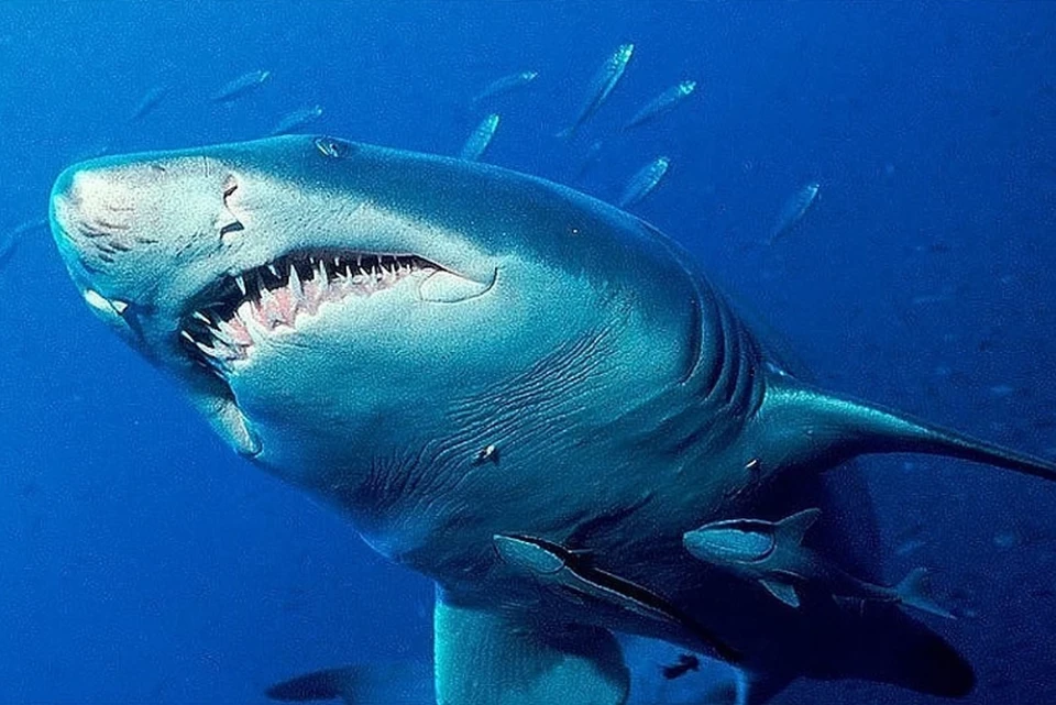Пропавшего в Австралии немецкого футболиста съели акулы