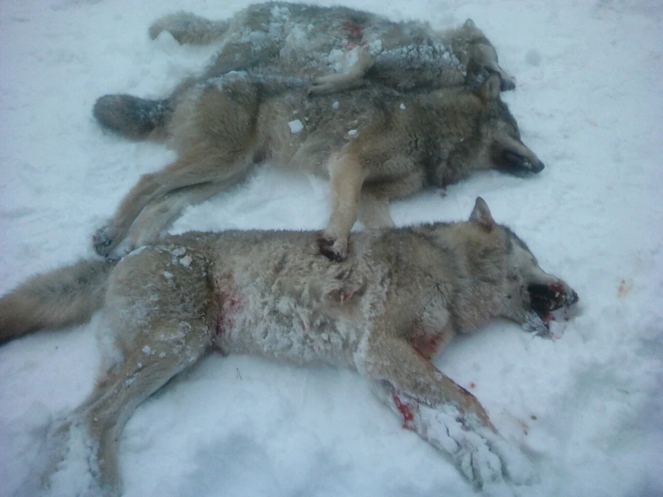 В Усть-Вымском районе отстрелили волков. Фото из группы "Усть-Вымского района"