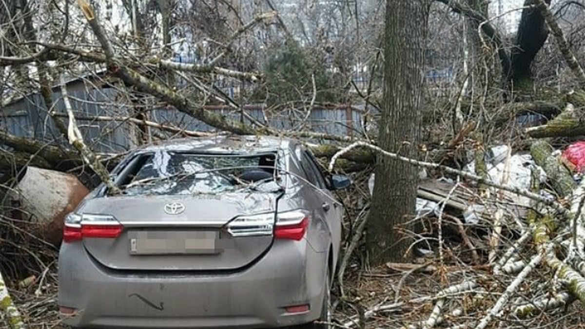 Упавшее дерево покалечило иномарку в донской столице - KP.RU