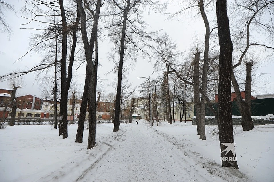 Активисты из Екатеринбурга создали специальную "Карту деревьев", чтобы предотвратить вырубку в саду Вайнера