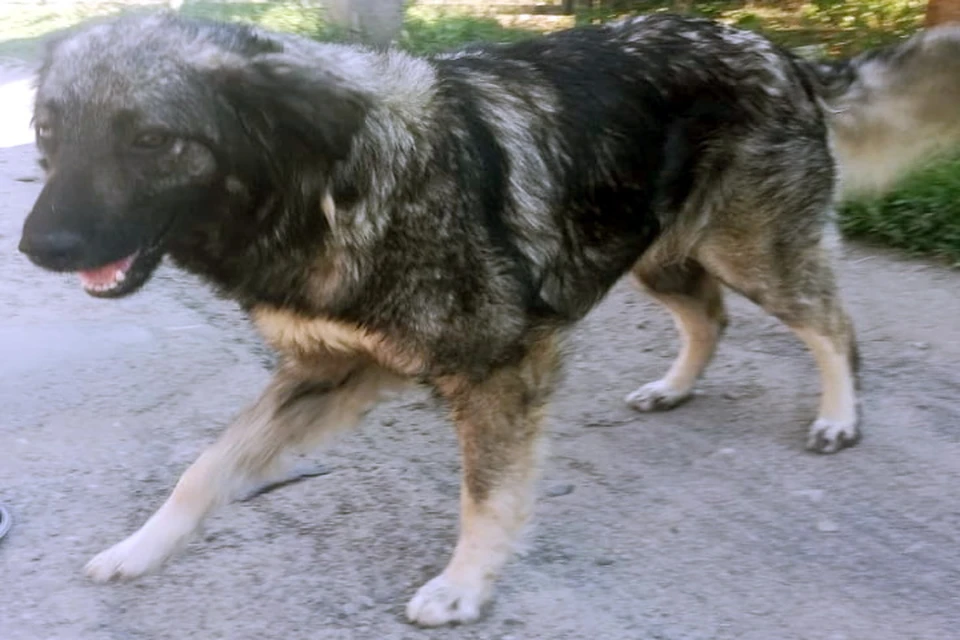 Когда-то собака жила в одном из частных домов Батайска.