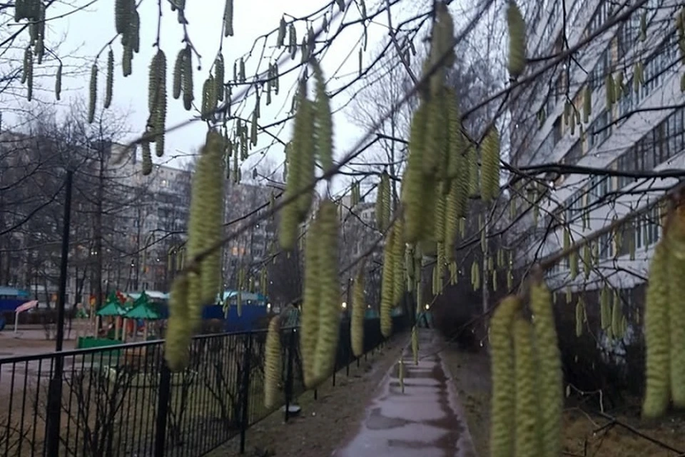 Из-за аномального тепла на березах распустились почки. Фото: vk.com/extra_call