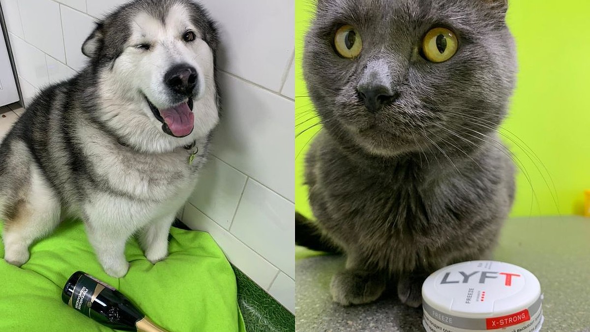 Могут ли собаки съесть кота? - 43 ответа на форуме l2luna.ru ()