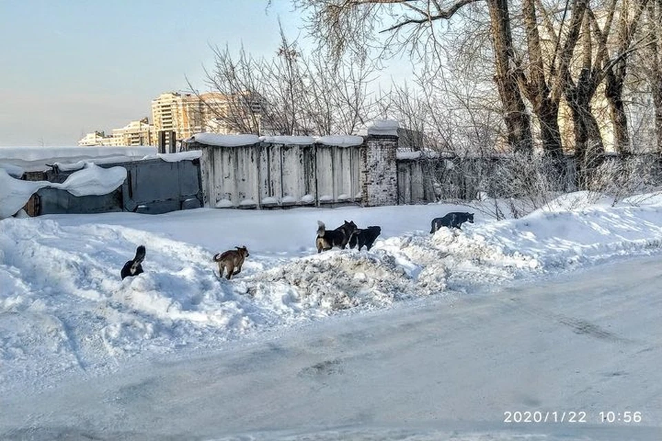 Пока что собаки не нападают на людей. Фото; Алексей Малиновский.