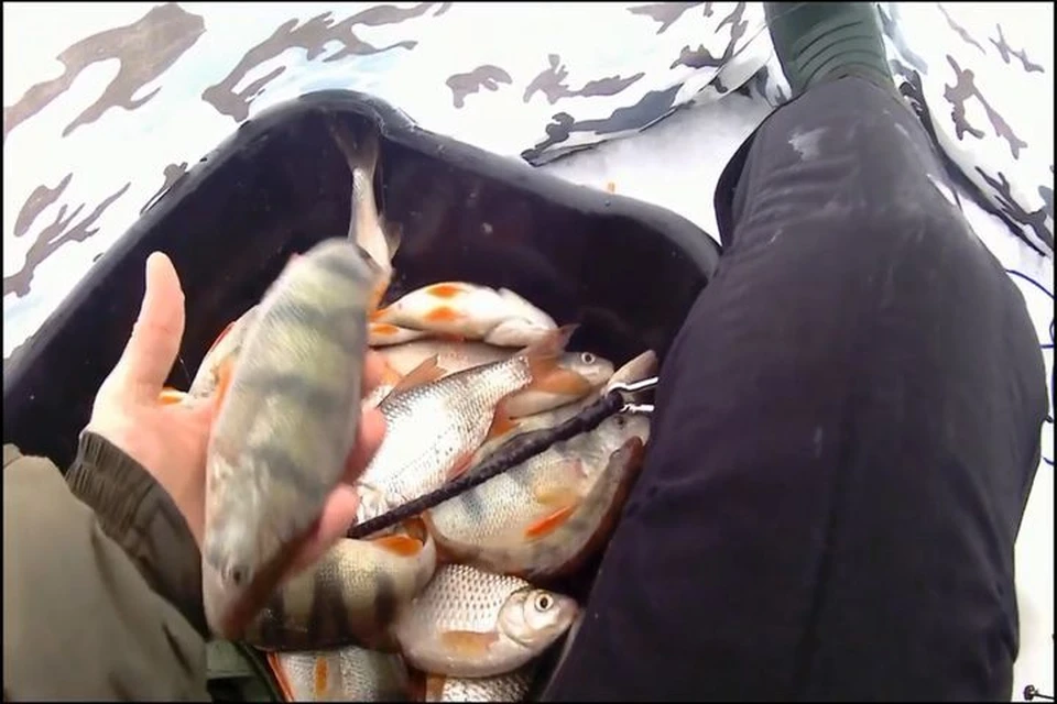 С помощью такого лайфхака мужчине удалось поймать целое ведро рыбы. Фото: кадр из видео