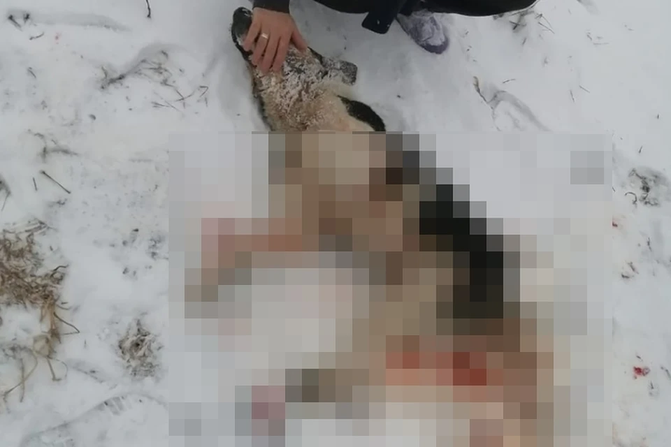 В поселке Сельцо Тосненской области живодер убил бездомного пса. Фото: vk.com/pet_favourite