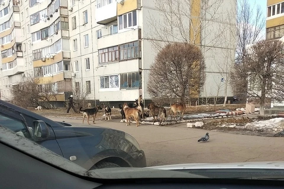 В Тольятти бездомные собаки сбиваются в стаи