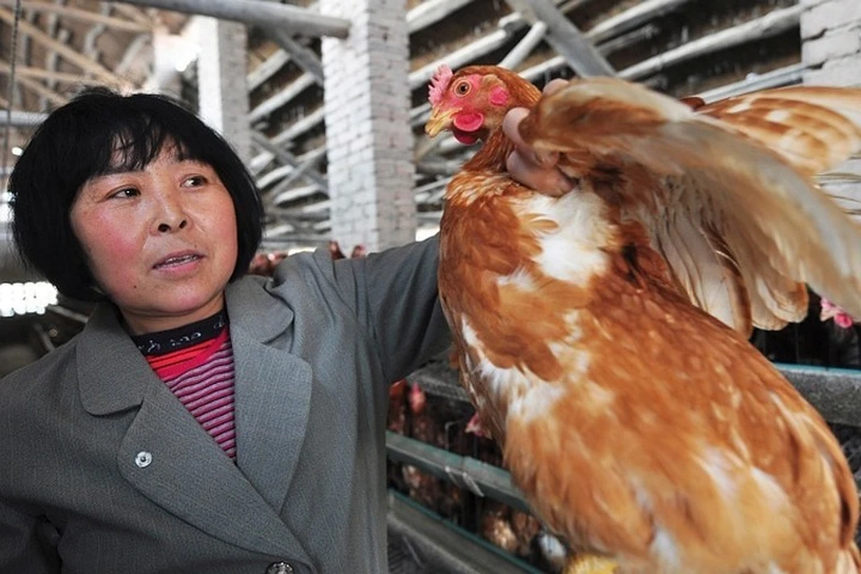 Китай сообщил о вспышке птичьего гриппа в провинции Хунань