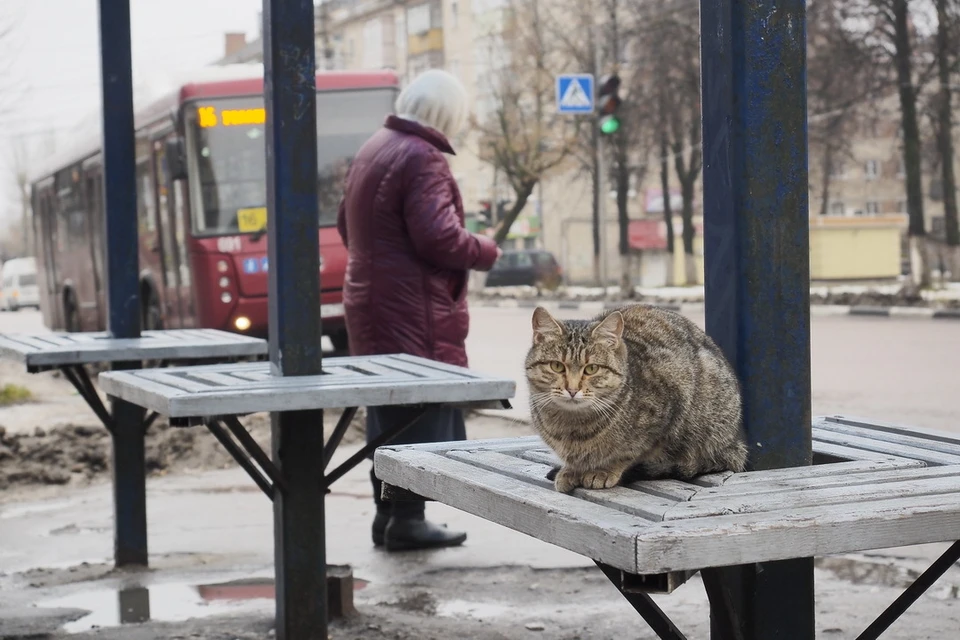 С 10 февраля рейсы временно отменяются.