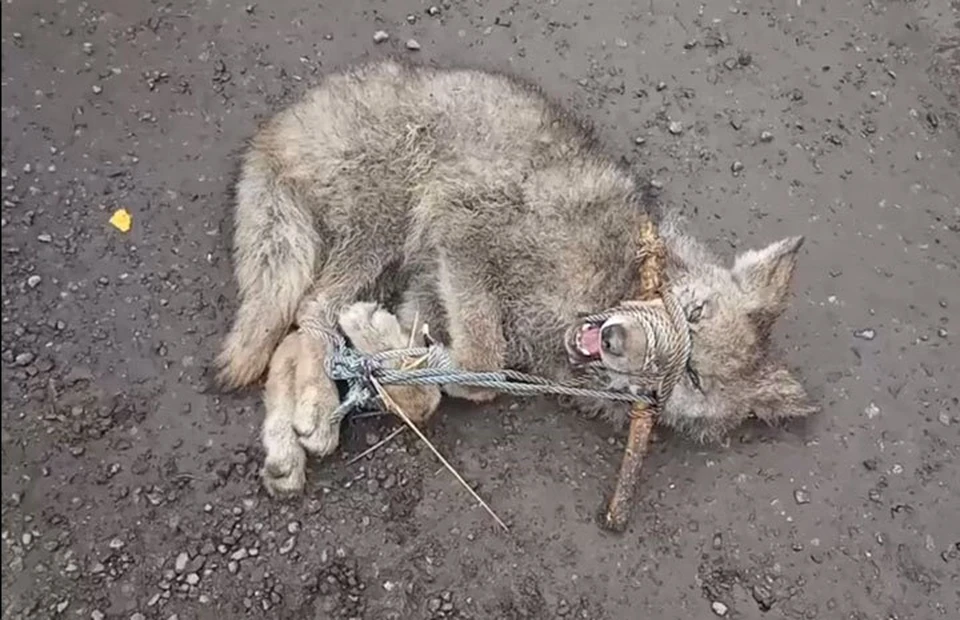 На улице в Бишкеке поймали волка.
