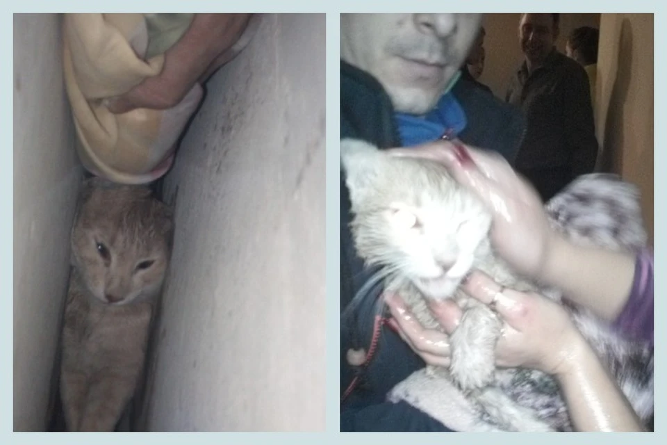 Красноярцы чудом спасли кота, провалившегося в щель на высоте 8 этажа. Фото: Добровольная служба спасения животных Красноярска.