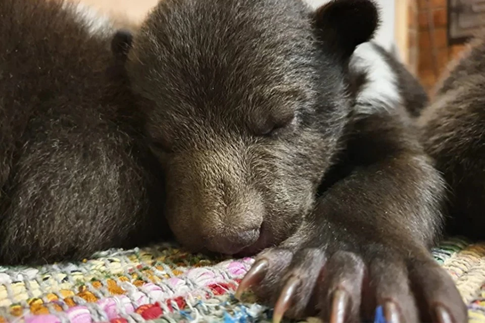 Свое имя медвежонок Блэк получил за темный цвет шерсти Фото: orphan-bear.org