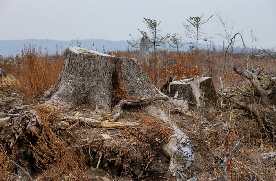 В Приморье незаконно вырубали деревья. Фото: краевое правительство