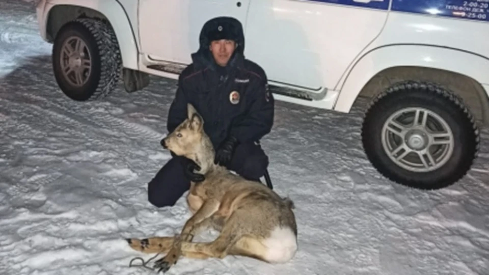 Косуля с полицейским