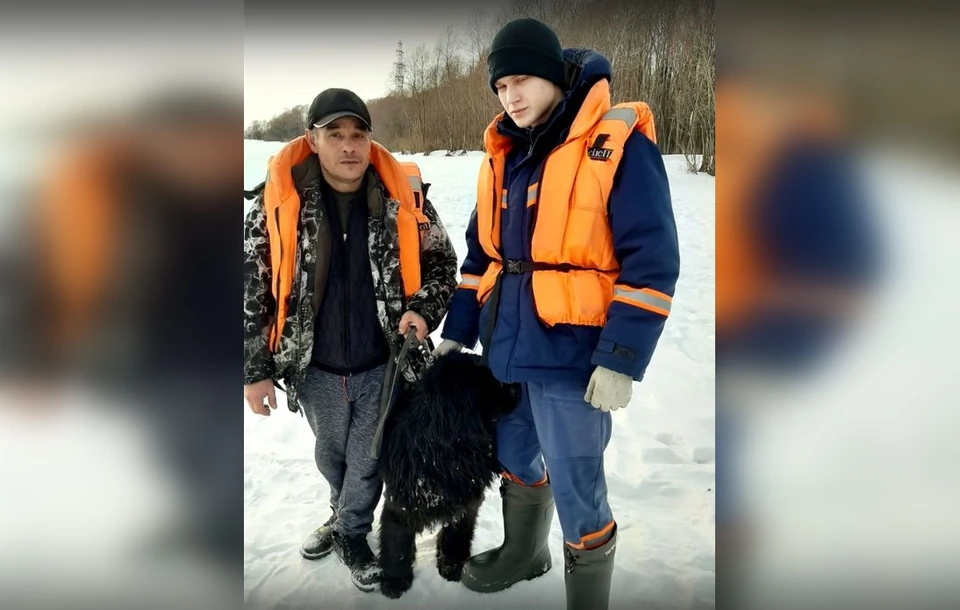 В Новосибирске собака застряла на острове Саранок в Оби: на помощь животному пришли спасатели. Фото: Спасатели МАСС