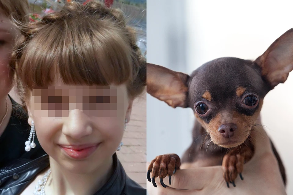 В Якутии той-терьер бросился на гигантского пса, спасая 11-летнюю хозяйку. Фото: соцсети.