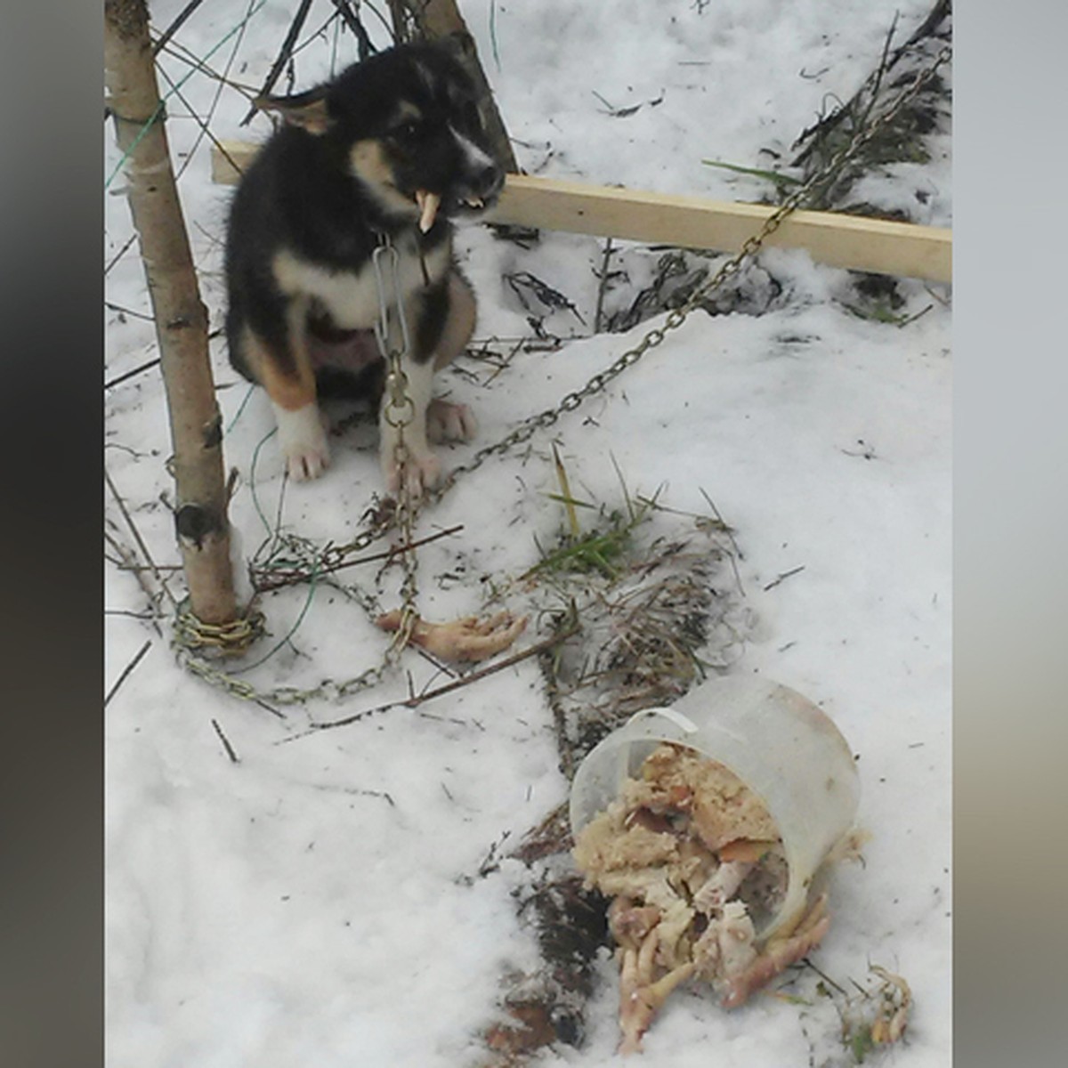 Сидел под дождем и грыз куриные лапы»: Нижегородка забрала щенка у хозяев,  которые привязали животное на улице и бросили - KP.RU