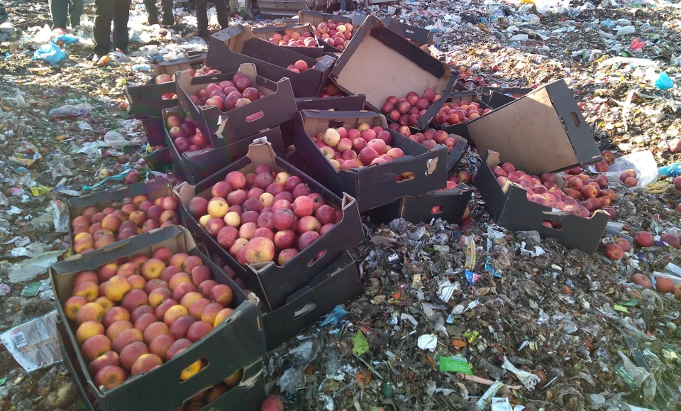 В Тюмени раздавили крупную партию польских яблок. Фото - управления Россельхознадзора по Тюменской области.