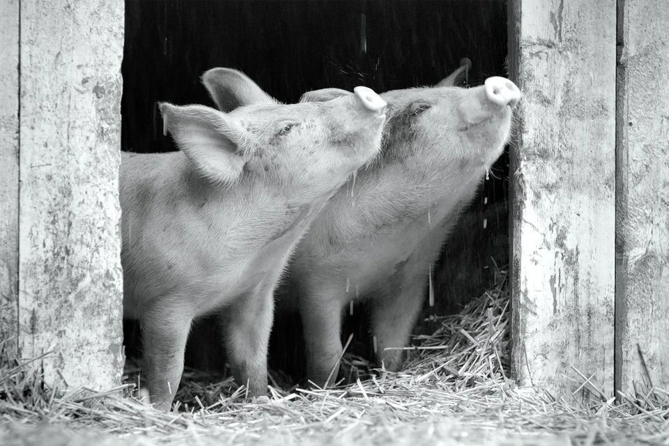 Лучшие фильмы Берлинского фестиваля посвящены свинье и корове