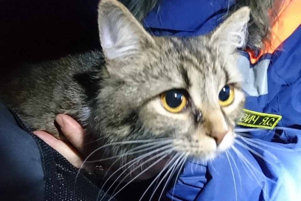 Кошки на службе. Кошкиспас. Кошкиспас. Усатый полосатый мини приют кемерово. Волонтеры животные спб.