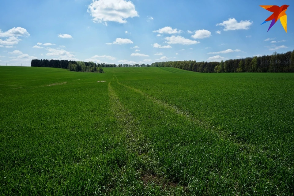 На Орловщине планируют увеличить посевы почти на 17 тысяч гектар