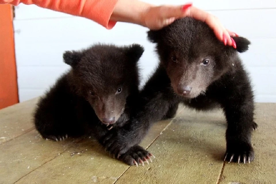 Центр по подготовке медвежат-сирот к жизни в тайге создадут в Иркутске. Этих медвежат выкормили в Сибирском зоопарке в 2019 году