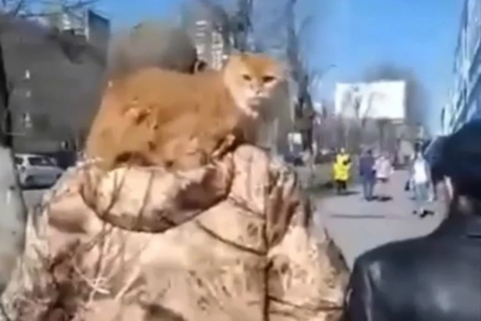 В Ростове горожанин выгулял кота. Фото: соцсети