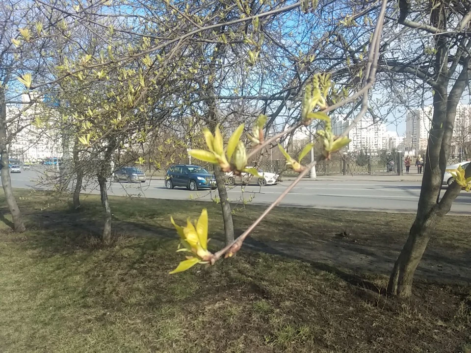 В Москву окончательно пришла весна: на юге начали распускаться почки на деревьях