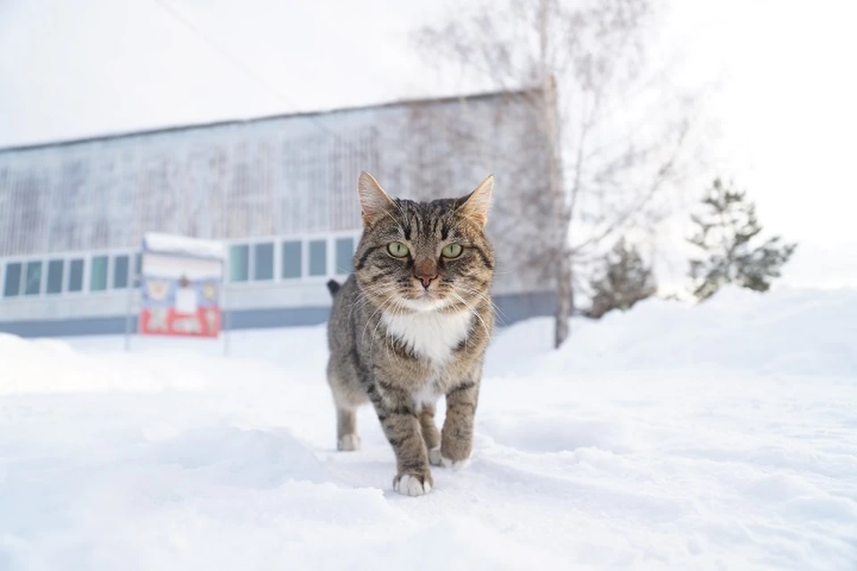 На Урале - самые красивые коты и кошечки