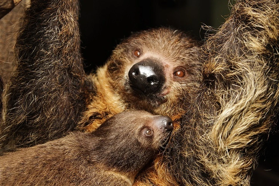 Мама Ляля с новорожденной малышкой. Фото: Екатеринбургский зоопарк