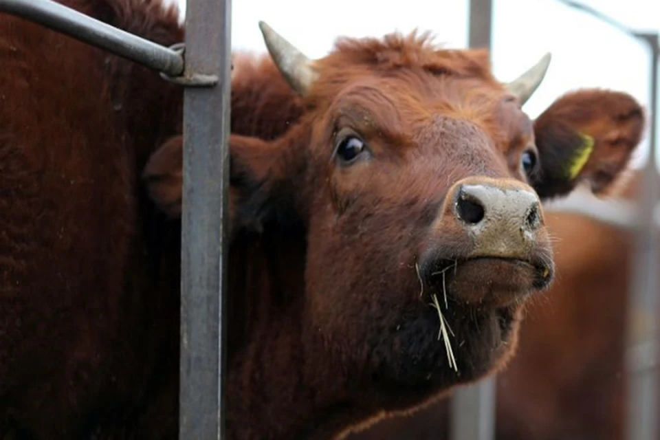 Фермер заплатит штраф за коров, привезенных их Забайкалья в Хабаровский край