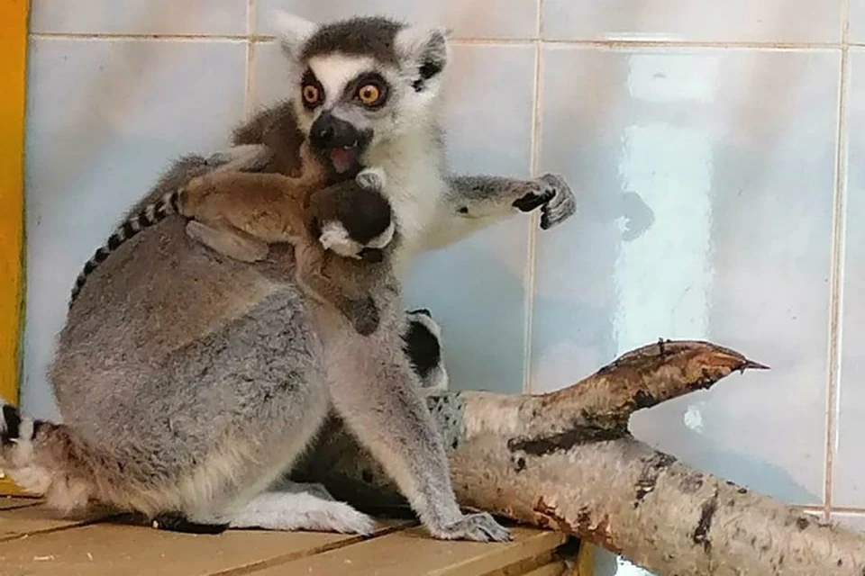 У экзотических приматов в Хабаровском крае родились малыши ФОТО: Зооцентр «Питон»